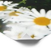 White Oxeye Daisy, Moon Daisy Meadow Fotodruck (Ecke)