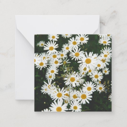 White Oxeye Daisy, Moon Daisy Meadow Mitteilungskarte (Vorderseite)