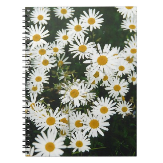 White Oxeye Daisy, Moon Daisy Meadow Notizblock (Vorderseite)