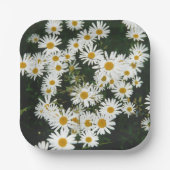 White Oxeye Daisy, Moon Daisy Meadow Pappteller (Vorderseite)