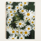 White Oxeye Daisy, Moon Daisy Meadow Planer (Vorderseite)