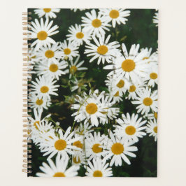 White Oxeye Daisy, Moon Daisy Meadow Planer