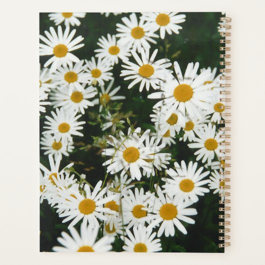 White Oxeye Daisy, Moon Daisy Meadow Planer (Rückseite)