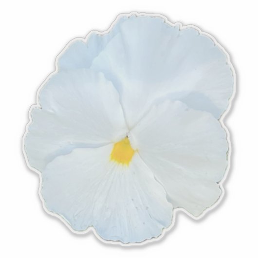 White Pansy Aufkleber (Vorderseite)