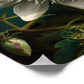 White Passion Blume Art Print Poster (Ecke)