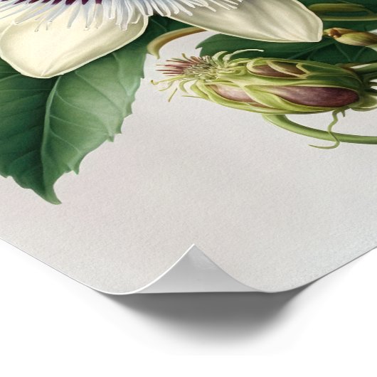 White Passion Blume Art Print Poster (Ecke)
