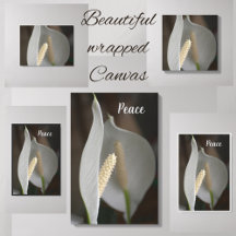 White Peace Lily Floral Elegante Fotografie