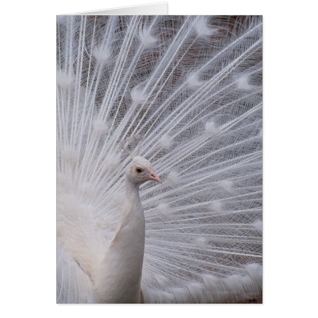 White Peacock (Vorne)