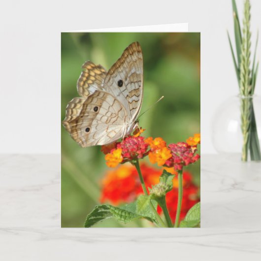 White Peacock Butterfly Blank Note Card Karte (Vorderseite)