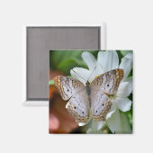 White Peacock Butterfly Magnet (Vorderseite/Rückseite)