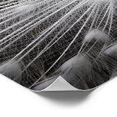 White Peacock Fotoposter Poster (Ecke)