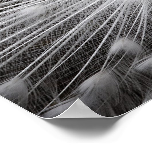 White Peacock Fotoposter Poster (Ecke)