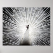 White Peacock Fotoposter Poster (Vorne)