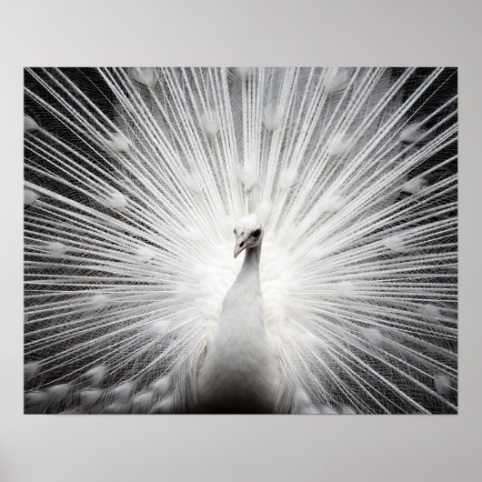 White Peacock Fotoposter Poster (Vorne)