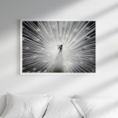 White Peacock Fotoposter Poster