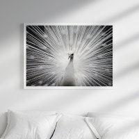 White Peacock Fotoposter