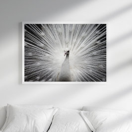 White Peacock Fotoposter Poster