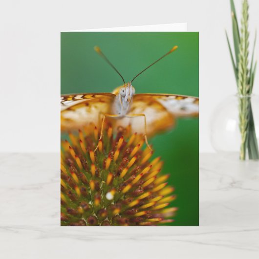 White Peacock Karte (Vorderseite)