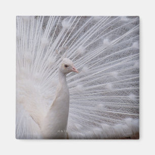 White Peacock Magnet