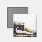 White Peacock Magnet (Vorderseite/Rückseite)