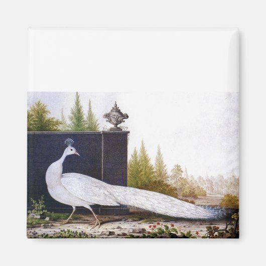 White Peacock Magnet (Vorne)