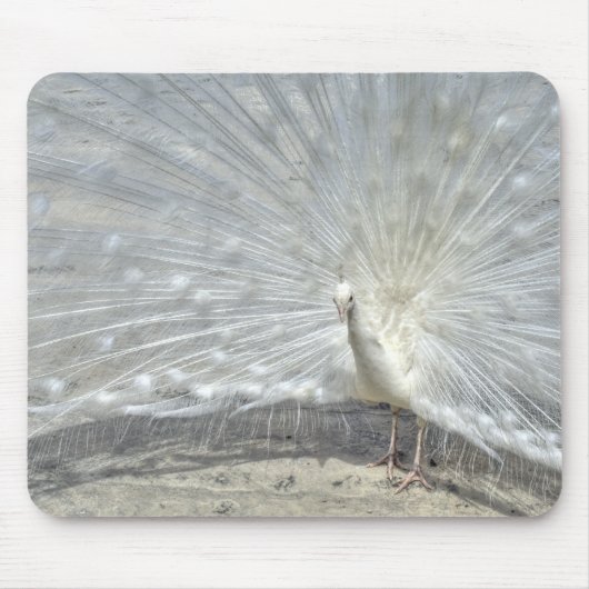 White Peacock Mousepad (Vorne)