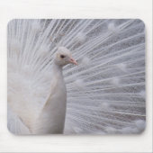 White Peacock Mousepad (Vorne)