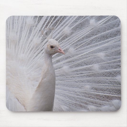 White Peacock Mousepad (Vorne)