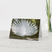 White Peacock Note Card<Blank Inside> Dankeskarte (Vorderseite)