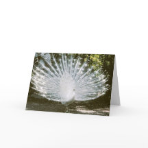 White Peacock Note Card<Blank Inside>