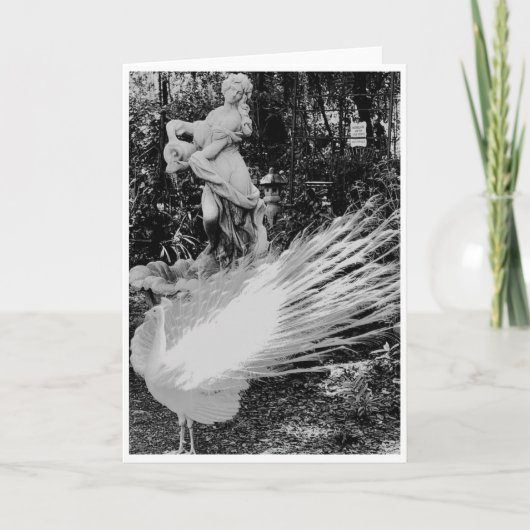 White Peacock Note Card<Blank Inside> Einladung (Vorderseite)
