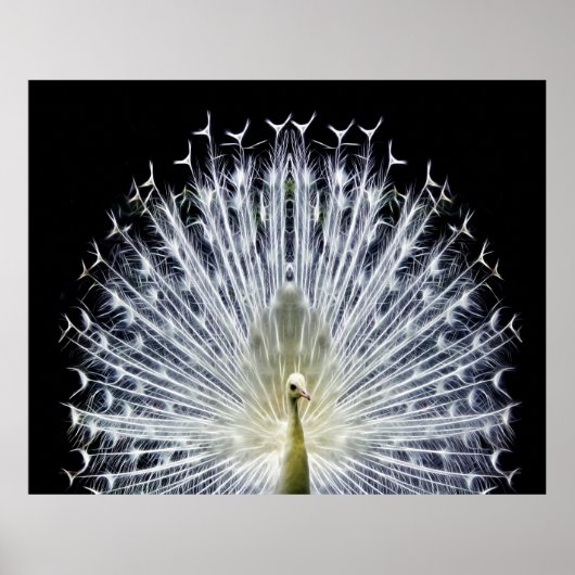 White Peacock Pavo Animalia Poster (Vorne)