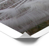 White Peacock Poster (Ecke)