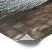 White Peacock Poster (Ecke)