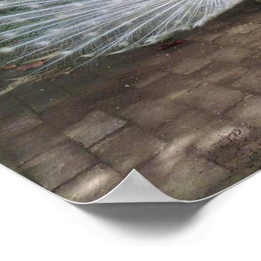 White Peacock Poster (Ecke)