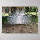 White Peacock Poster (Vorne)