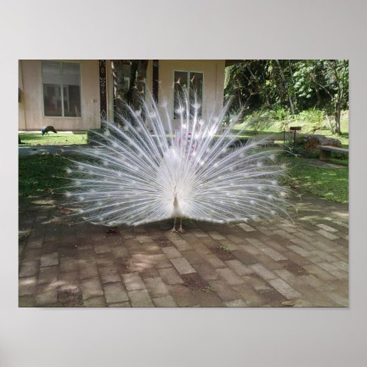 White Peacock Poster (Vorne)