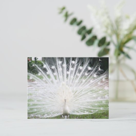 White Peacock Postkarte (Stehend Vorderseite)