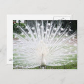 White Peacock Postkarte (Vorne/Hinten)