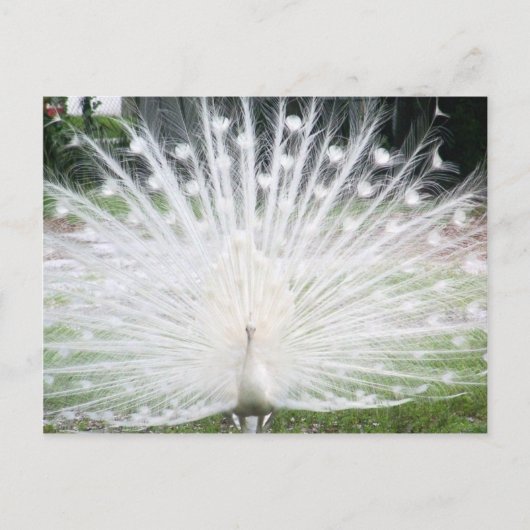 White Peacock Postkarte (Vorderseite)