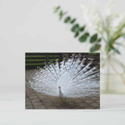 White Peacock Postkarte (Stehend Vorderseite)