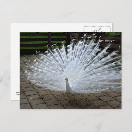 White Peacock Postkarte (Vorne/Hinten)