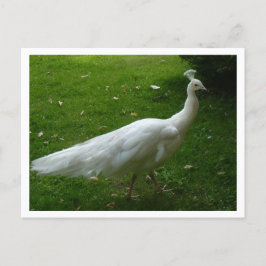White Peacock Postkarte