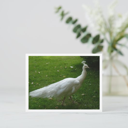 White Peacock Postkarte (Stehend Vorderseite)