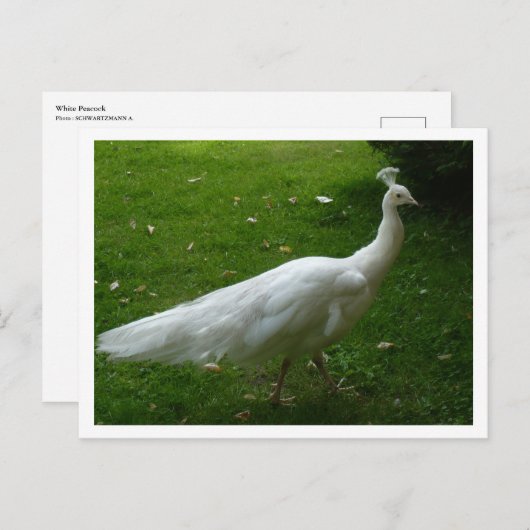 White Peacock Postkarte (Vorne/Hinten)