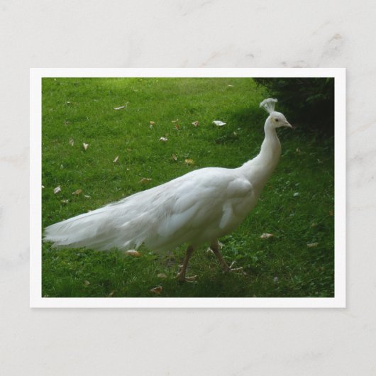White Peacock Postkarte (Vorderseite)