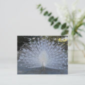 White Peacock Postkarte (Stehend Vorderseite)