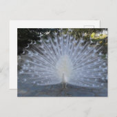 White Peacock Postkarte (Vorne/Hinten)
