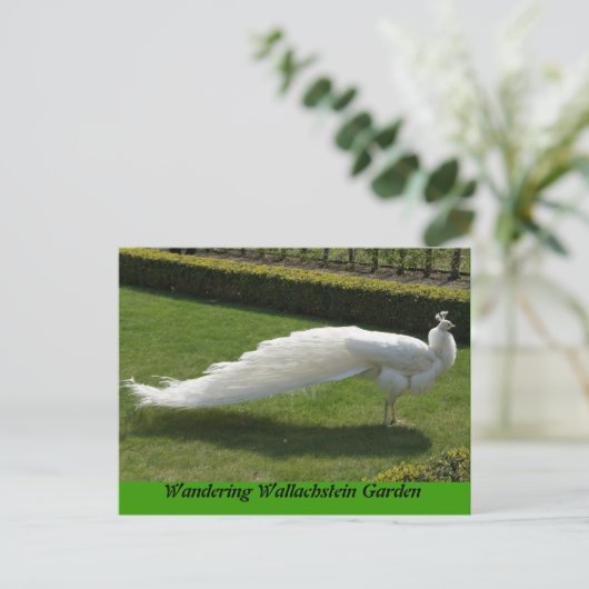 White Peacock Postkarte (Stehend Vorderseite)