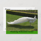 White Peacock Postkarte (Vorne/Hinten)